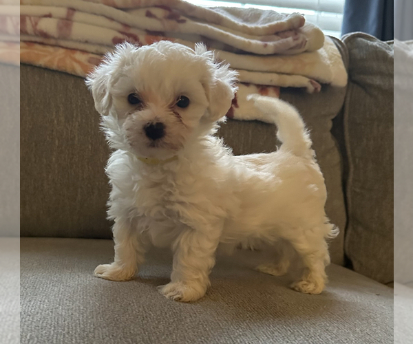 Medium Photo #1 Maltipoo Puppy For Sale in ALEXANDRIA, VA, USA
