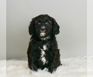 Cavapoo Litter for sale in WARSAW, IN, USA