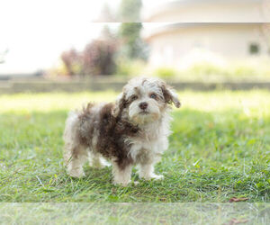 Medium YorkiePoo