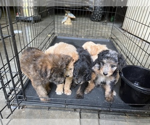 Bordoodle Litter for sale in MAYFIELD, KY, USA