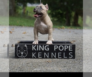 American Bully Litter for sale in BRANDYWINE, MD, USA