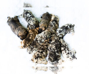 English Bulldog-Mastiff Mix Litter for sale in WARSAW, IN, USA