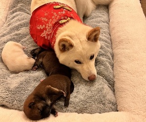 Shiba Inu Litter for sale in DALY CITY, CA, USA