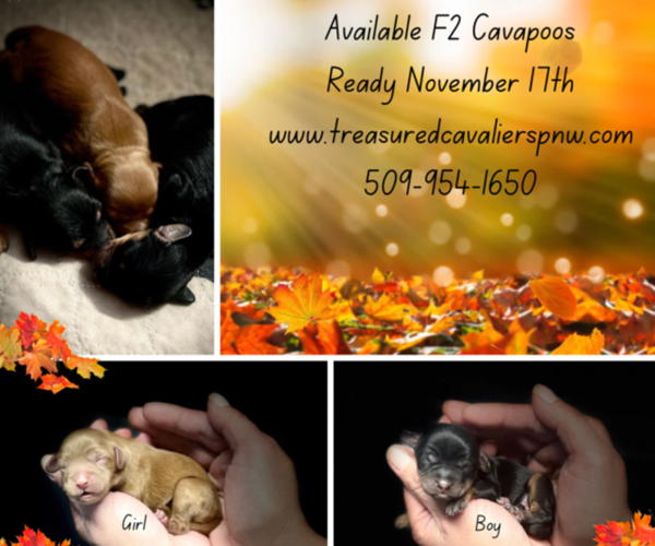 Medium Photo #1 Cavapoo Puppy For Sale in SPOKANE, WA, USA