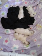 Labradoodle Litter for sale in PIERSON, FL, USA