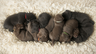 Labrador Retriever Litter for sale in WAKE FOREST, NC, USA