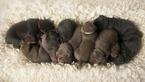 Small Photo #1 Labrador Retriever Puppy For Sale in WAKE FOREST, NC, USA