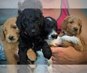 Goldendoodle Litter for sale in FORT MYERS, FL, USA