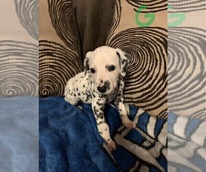 Dalmatian Litter for sale in INDIANAPOLIS, IN, USA