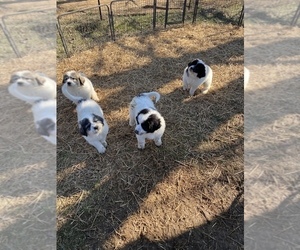Great Pyrenees Litter for sale in CLEVELND, TN, USA
