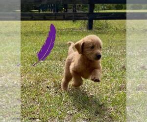 Labradoodle Litter for sale in ALAFAYA, FL, USA
