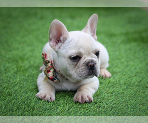 French Bulldog Litter for sale in HOLMEN, WI, USA
