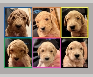 Double Doodle Litter for sale in COLORADO SPRINGS, CO, USA