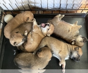 Shiba Inu Litter for sale in VACAVILLE, CA, USA