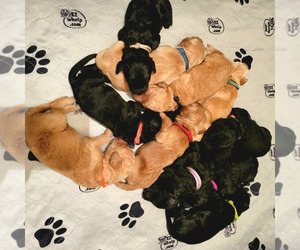 Double Doodle Litter for sale in SAINT MARYS, GA, USA