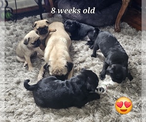 Pug Litter for sale in INDEPENDENCE, MO, USA