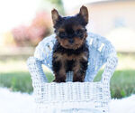 Small Photo #1 Yorkshire Terrier Puppy For Sale in WARSAW, IN, USA