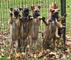 Malinois Litter for sale in ROACHDALE, IN, USA