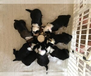 English Shepherd Litter for sale in OXFORD, IN, USA