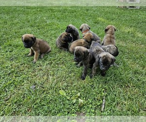 Mastiff Litter for sale in TURBOTVILLE, PA, USA