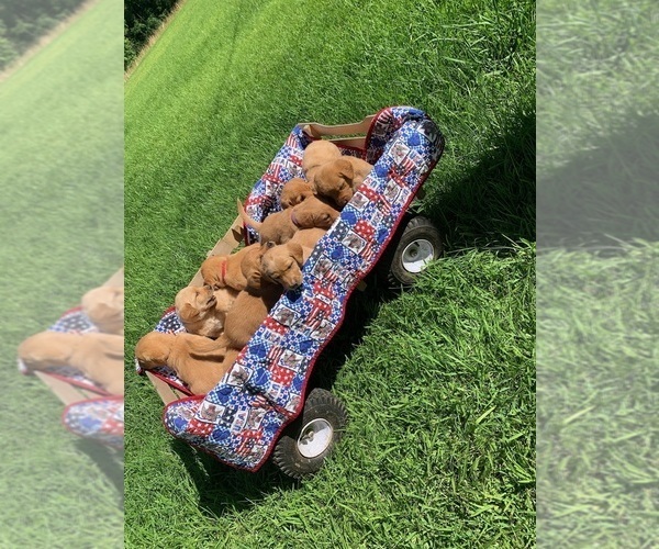 Medium Photo #1 Goldendoodle-Labrador Retriever Mix Puppy For Sale in BYRAM, MS, USA
