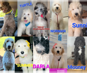 Poodle (Standard) Litter for sale in MOORESVILLE, NC, USA
