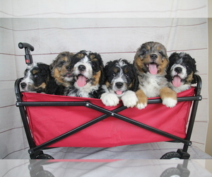 Miniature Bernedoodle Litter for sale in DUNDEE, OH, USA