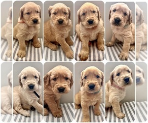 Golden Retriever Litter for sale in HOLLY SPRINGS, NC, USA
