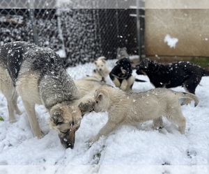 German Shepherd Dog-Siberian Husky Mix Litter for sale in VICTORVILLE, CA, USA