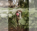 Small Photo #1 Bernese Mountain Dog-Caucasian Shepherd Dog Mix Puppy For Sale in STEVENS, PA, USA