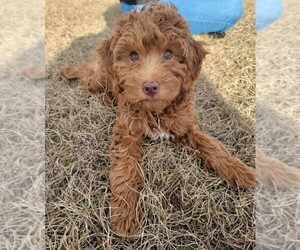 Goldendoodle (Miniature) Litter for sale in DOTHAN, AL, USA