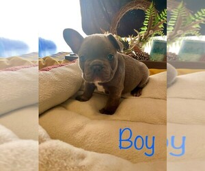 French Bulldog Litter for sale in CANASTOTA, NY, USA