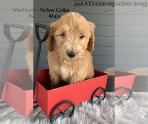 Aussiedoodle Litter for sale in RUSSELLVILLE, KY, USA