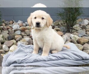 Golden Retriever Litter for sale in BALTIC, OH, USA