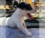 Small Jack Russell Terrier