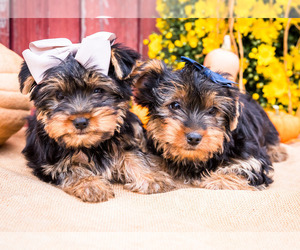Yorkshire Terrier Litter for sale in WAKARUSA, IN, USA