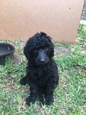 Poodle (Standard) Litter for sale in ALEDO, TX, USA