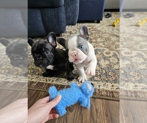 French Bulldog Litter for sale in BELEWS CREEK, NC, USA