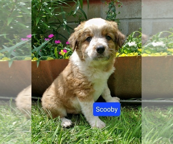 Medium Photo #1 Border Collie-Texas Heeler Mix Puppy For Sale in NEW YORK MILLS, MN, USA