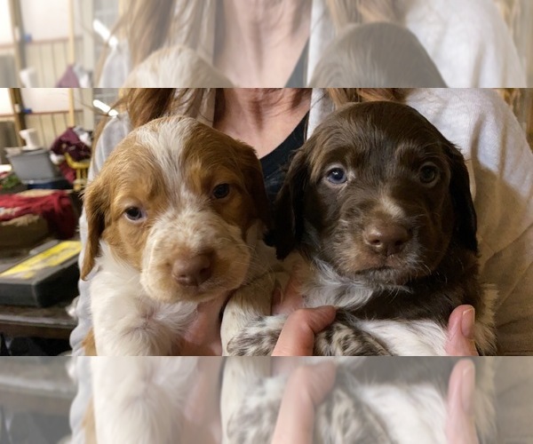 Medium Photo #1 Brittany Puppy For Sale in BRANDENBURG, KY, USA