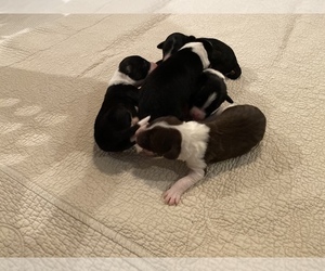 Border Collie Litter for sale in AND, SC, USA