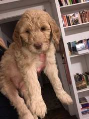Goldendoodle Litter for sale in ATHENS, GA, USA