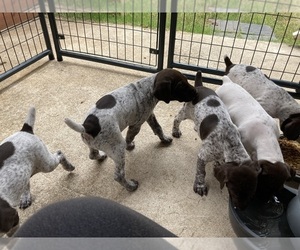 German Shorthaired Pointer Litter for sale in SACRAMENTO, CA, USA