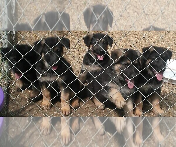 Medium Photo #1 German Shepherd Dog Puppy For Sale in FAIRDALE, KY, USA