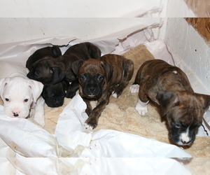 Boxer Litter for sale in ORLEANS, MI, USA