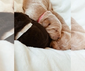 Miniature Labradoodle Litter for sale in ELK GROVE, CA, USA