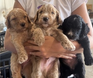 Bernedoodle Litter for sale in WELLING, OK, USA
