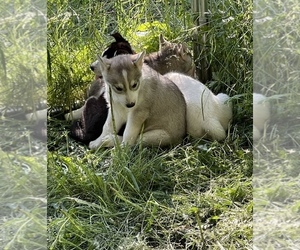 Siberian Husky Litter for sale in SILVERLAKE, WA, USA