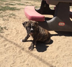 Olde English Bulldogge Litter for sale in FARMINGTON, NM, USA