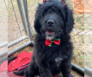 Bernedoodle Litter for sale in WRIGHT CITY, MO, USA